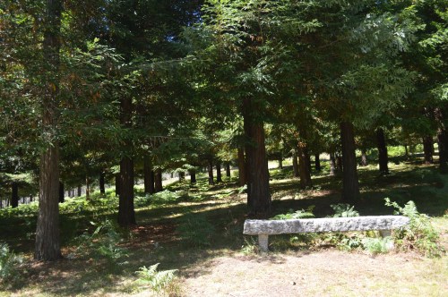 Bosque de sequoias no Monte Castrove, Poio
