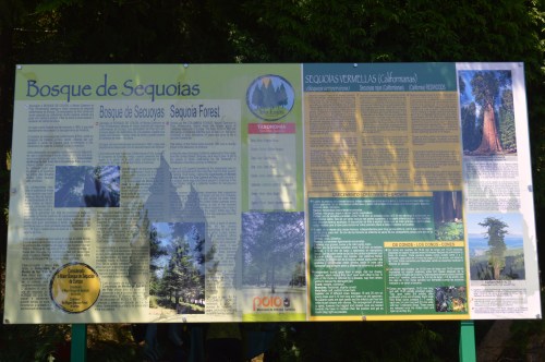 Bosque de sequoias no Monte Castrove, Poio