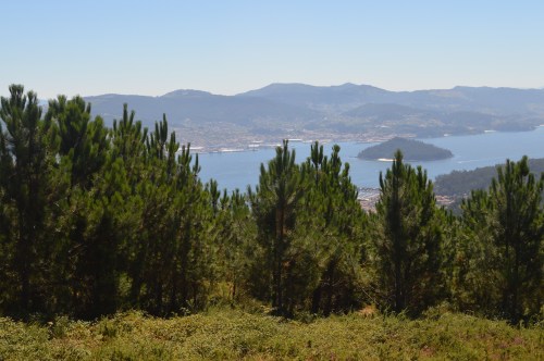 Bosque de sequoias no Monte Castrove, Poio