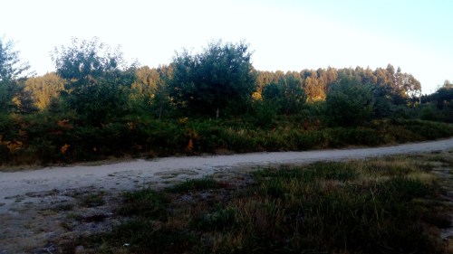 A Ruta das Mámoas de Castiñeiras, con vexetación de máis dun metro