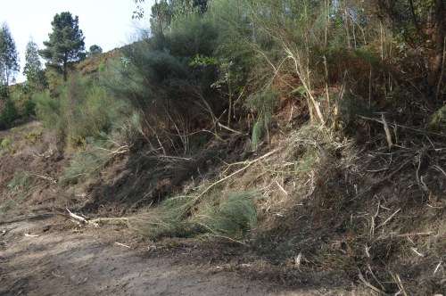 Desbroce das marxes da pista forestal do Pituco.