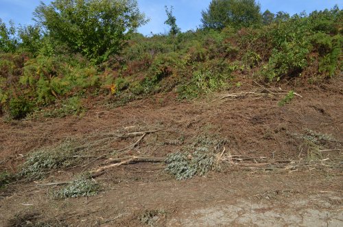 Desbroce das marxes da pista forestal do Pituco.