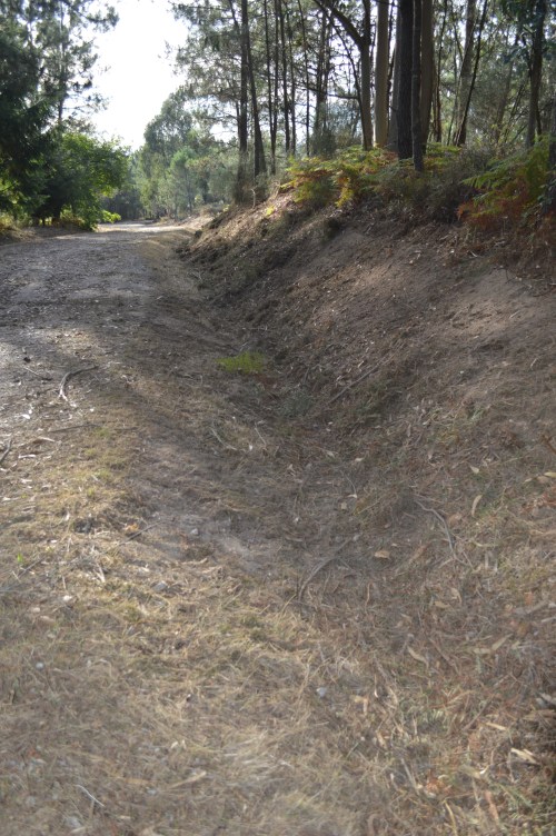 Desbroce das marxes da pista forestal do Pituco.