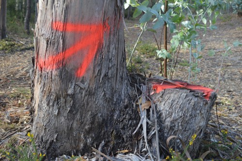 Proba deportiva sinalizada con pintura.