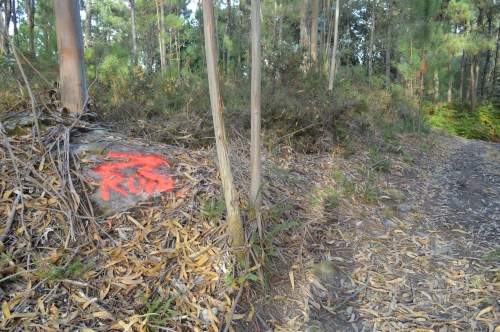 Proba deportiva sinalizada con pintura.
