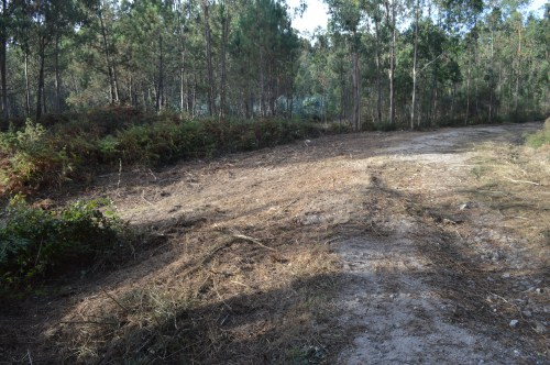 Desbroce das marxes da pista forestal do Pituco.