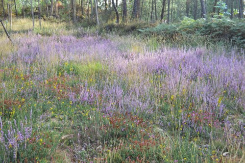Carrascos no Monte Pituco.