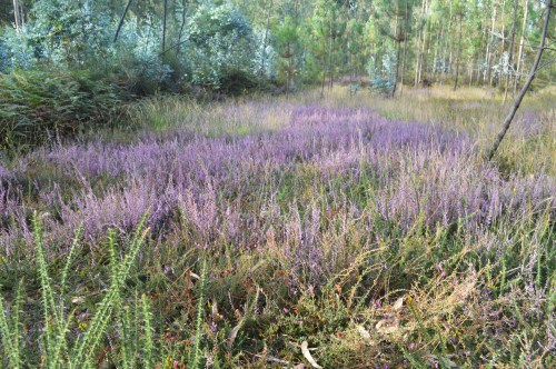 Carrascos no Monte Pituco.