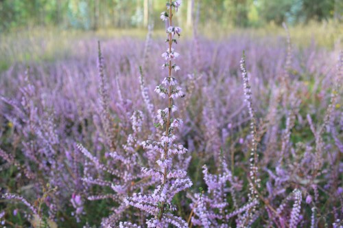 Carrascos no Monte Pituco.
