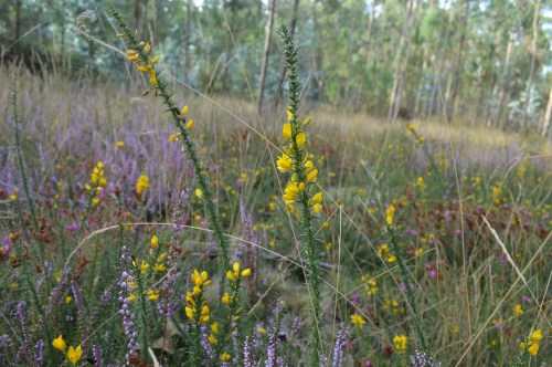 Carrascos no Monte Pituco.