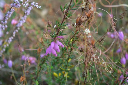 Carrascos no Monte Pituco.