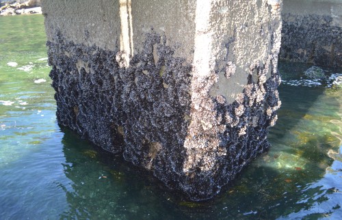 Xornadas organizadas pola Irmandade Illa de Tambo