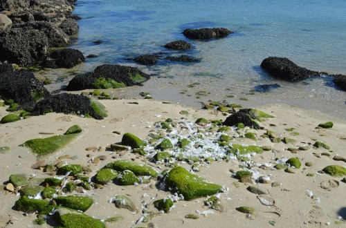 Signos da presenza de visón americano en Tambo