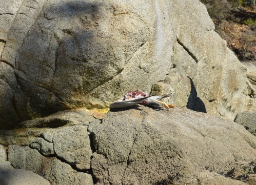 Signos da presenza de visón americano en Tambo