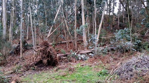 Efectos das borrascas Kurt e Leiv na Curxeira