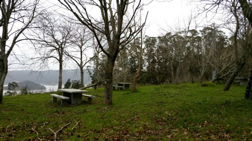 Efectos das borrascas Kurt e Leiv na arboreda do Pituco