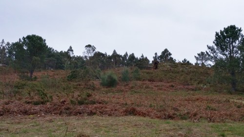 Efectos das borrascas Kurt e Leiv no Monte Pituco