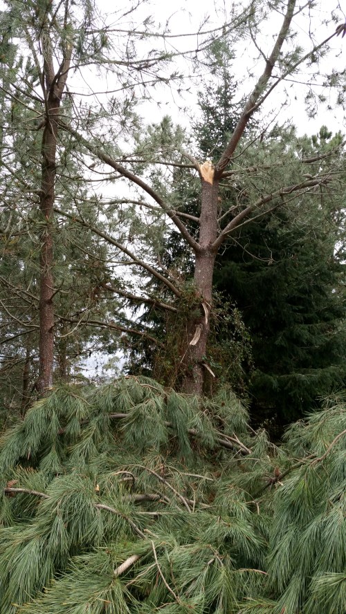 Efectos das borrascas Kurt e Leiv no Monte Pituco