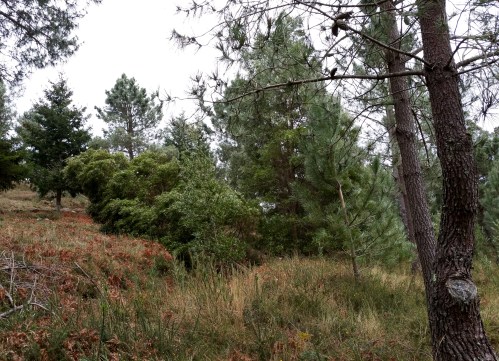 Efectos das borrascas Kurt e Leiv no Monte Pituco