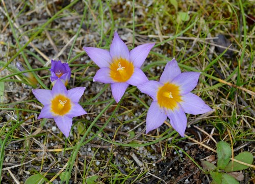 Na praia de Liméns, en Cangas
