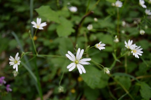 Ruta polo Gafos, con Vaipolorío