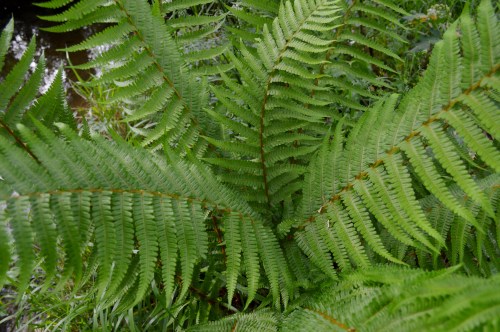 Ruta polo Gafos, con Vaipolorío
