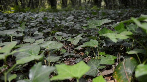 Ruta polo Gafos, con Vaipolorío