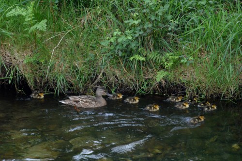 Ruta da Pedra e da Auga