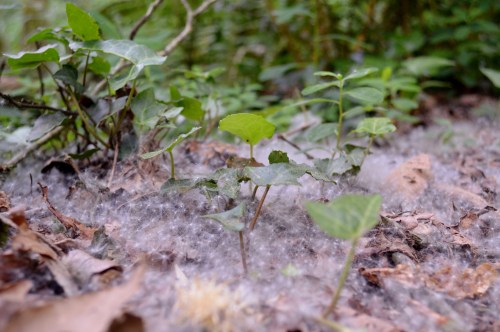 Ruta da Pedra e da Auga