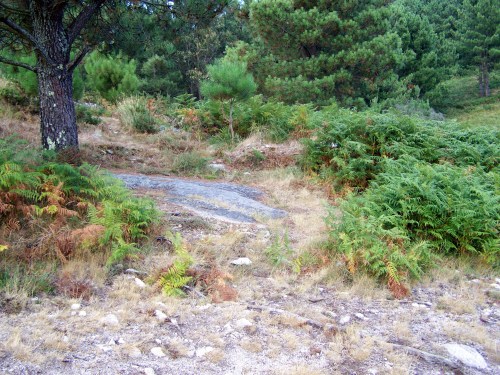 Petróglifos de Pornedo, rodeados de vexetación