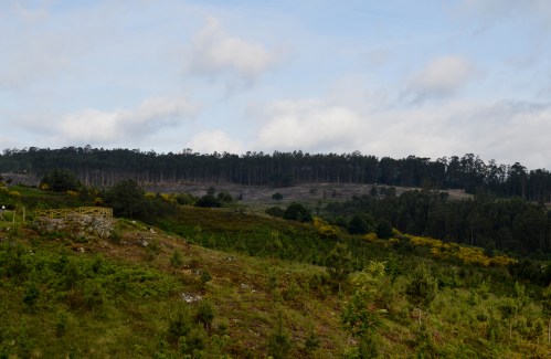 Vista dos traballos de recuperación do monte veciñal de Salcedo