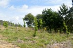 Plantación de castiñeiros que fora agredida o pasado&nbsp;ano.