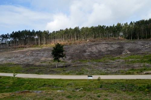 Terreo recuperado con novas plantacións; antes, inzado de acacias.