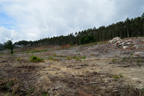 Zona onde se vai instalar a futura aldea etno-neolítica