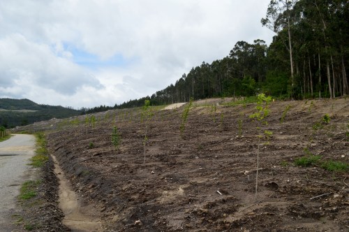 Reforestación nunha zona antigamente invadida con acacia