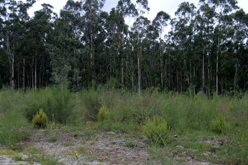 Novo piñeiral 'acosado' polas xestas