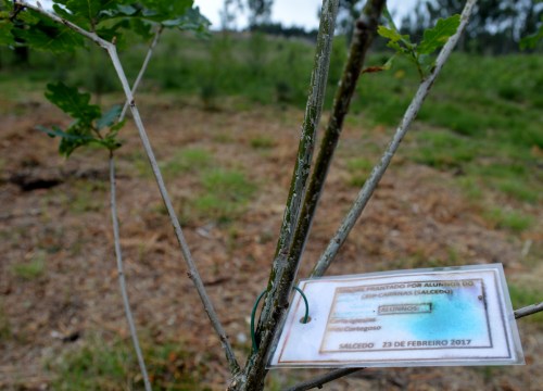 Plantación realizada por escolares en febreiro deste ano