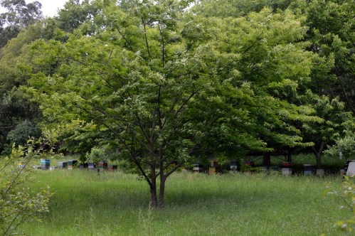 Colmeas nunha finca preto do rego que conduce aos muíños do Batán