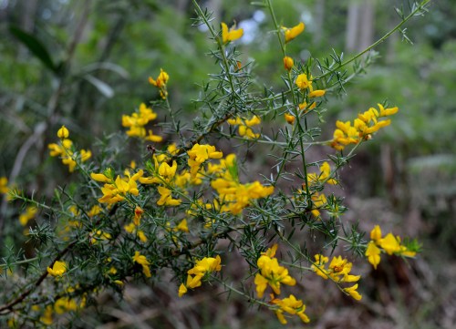 Roteiro por Vilaboa coa Plataforma en Defensa dos Montes do Morrazo