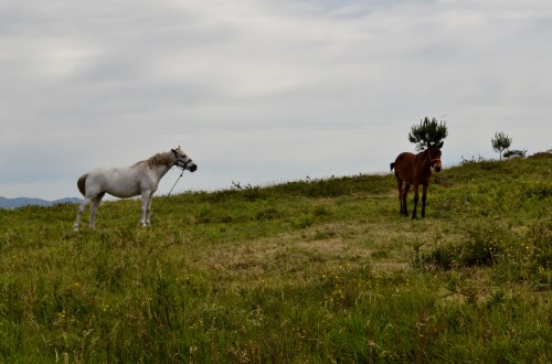 Roteiro por Vilaboa coa Plataforma en Defensa dos Montes do Morrazo