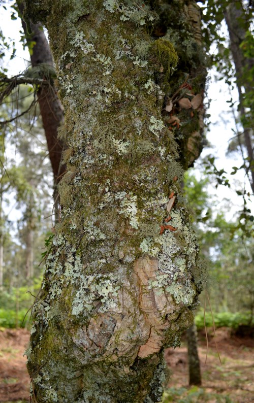 Roteiro por Vilaboa coa Plataforma en Defensa dos Montes do Morrazo