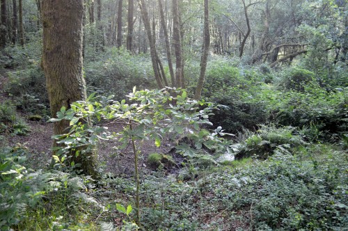 Ruta da Asociación de Propietarios de Monte Privado do Morrazo