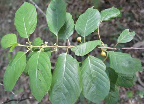 Ruta polo Carballal de Coiro coa Plataforma Montes do Morrazo