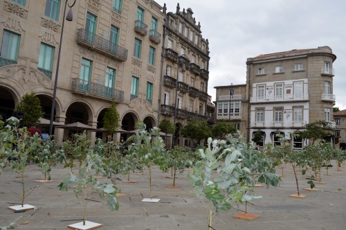 STOP eucaliptización