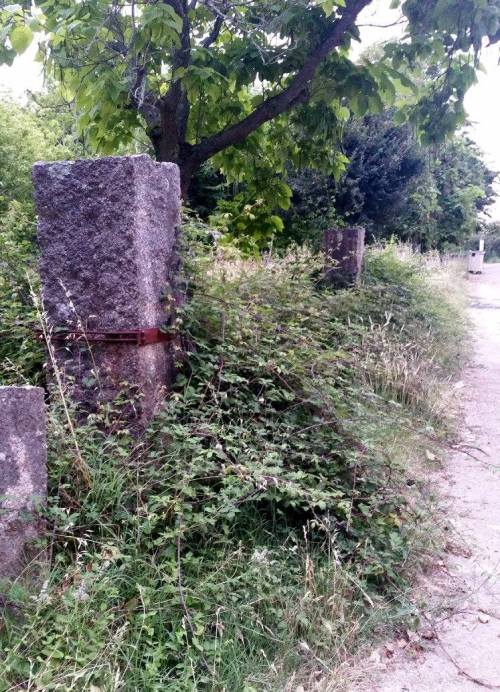 Arboreda a carón do Monte Pituco, comesta polas silvas.