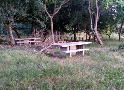 Estado da arboreda a carón do Pituco (xuño 2017)