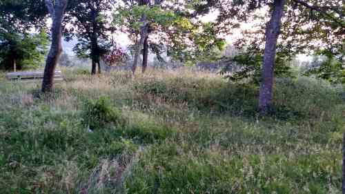 Estado da arboreda a carón do Pituco (xuño 2017)