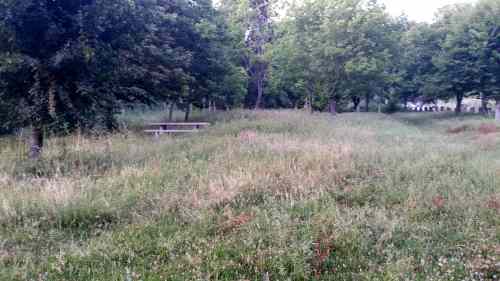 Estado da arboreda a carón do Pituco (xuño 2017).