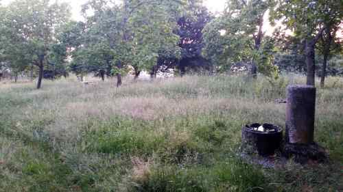 Estado da arboreda a carón do Pituco (xuño 2017).