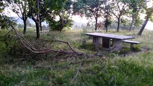 Estado da arboreda a carón do Pituco (xuño 2017)